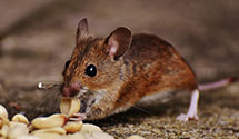 24 Hour & Emergency Exterminators in High Point, NC